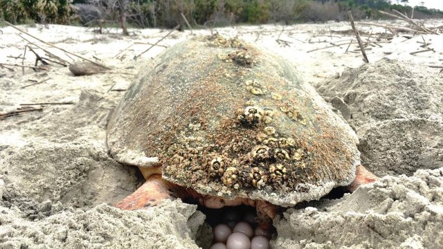 Nesting Loggerhead sea turtle