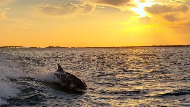 Dolphins Surfing At Sunset