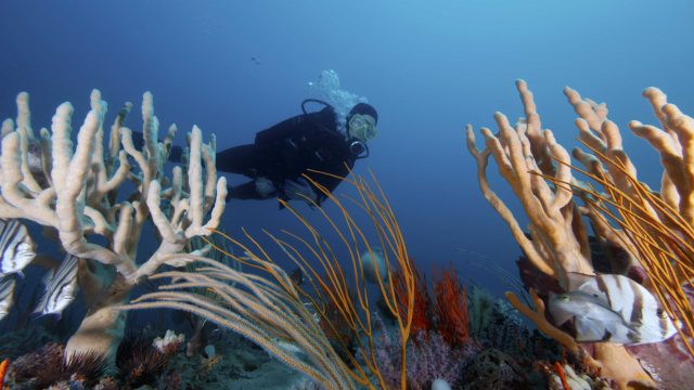 Scuba divers explore the wonders of Gray's Reef National Marine Sanctuary