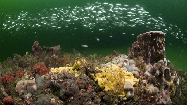 Gray's Reef is home to thousands of ocean species including fishes and sponges.