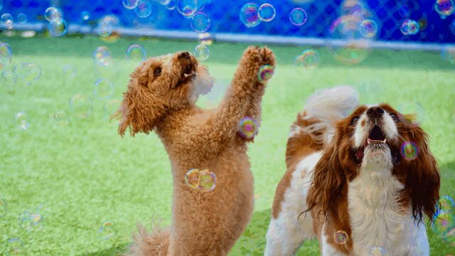 Dogs Playing with Bubbles