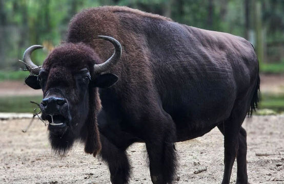 Bison