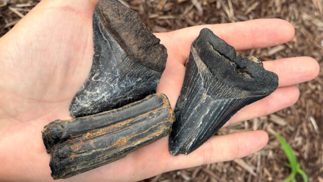 Megalodon & Equine Teeth