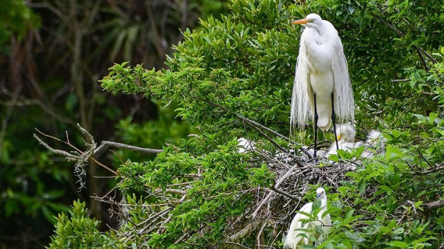 Nesting Egret